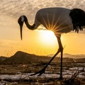 Red-crowned Crane, Boismana Bay, Russia